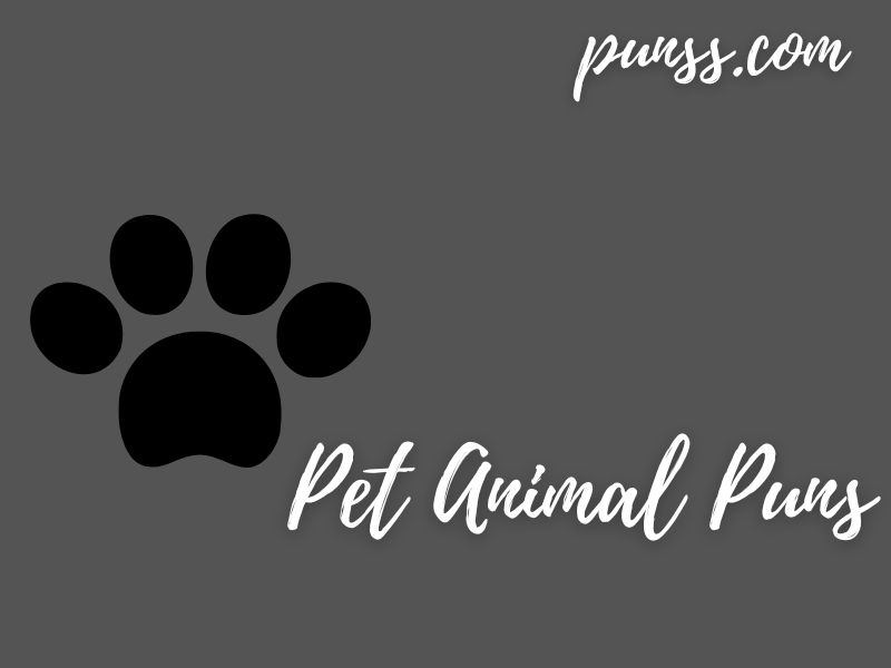 60+ Pet Animal Puns Jokes And OneLiners