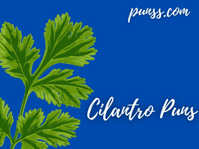 70+ Cilantro Puns Jokes And OneLiners