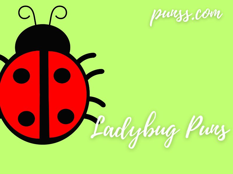 80+ Ladybugs Puns: Jokes And One-Liners | Funny puns, jokes, riddles ...