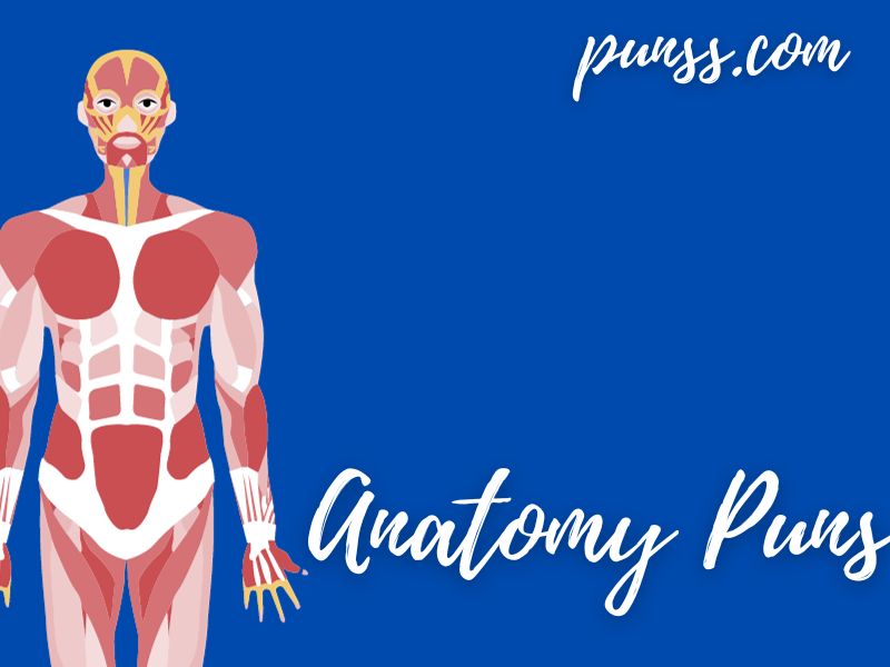 Anatomy Puns
