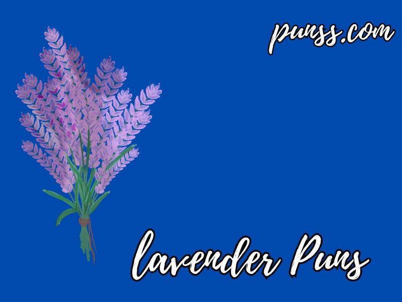 Hey there, pun lovers! Are you ready to dive into a world of purple-tinted wordplay? Get ready to laugh your lavender socks off with our hilarious collection of lavender puns!

These puns are so good, they'll have you rolling on the floor faster than you can say "lavender fields forever." Trust me, I've spent way too much time coming up with these zingers, and now it's your turn to enjoy them.

From clever quips about this aromatic herb to silly jokes that'll make you smell, er, I mean smile, we've got it all. These lavender-themed puns are perfect for spicing up your conversations or adding a touch of humor to your social media posts.

So, whether you're a pun master or just looking for a good laugh, you're in for a treat. Get ready to impress your friends with these fragrant wordplays and become the life of the party. Who knew lavender could be so funny?

Don't believe me? Well, you'll just have to read on and see for yourself. These puns are so good, they might just turn you purple with envy. Let's get this lavender party started!